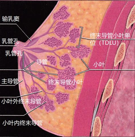 胸部位置|厉害了我的医生！乳腺结构手绘图，你值得拥有